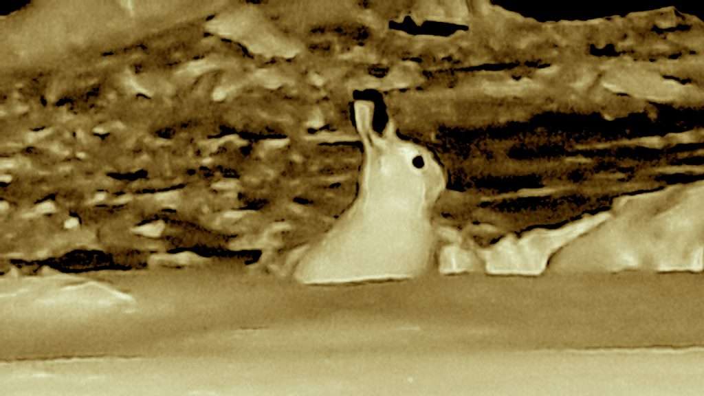 Mountain Hare, Arctic Sweden