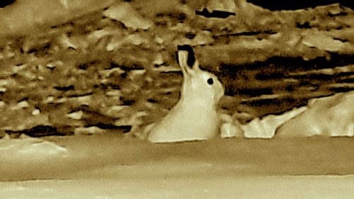 Mountain Hare, Arctic Sweden